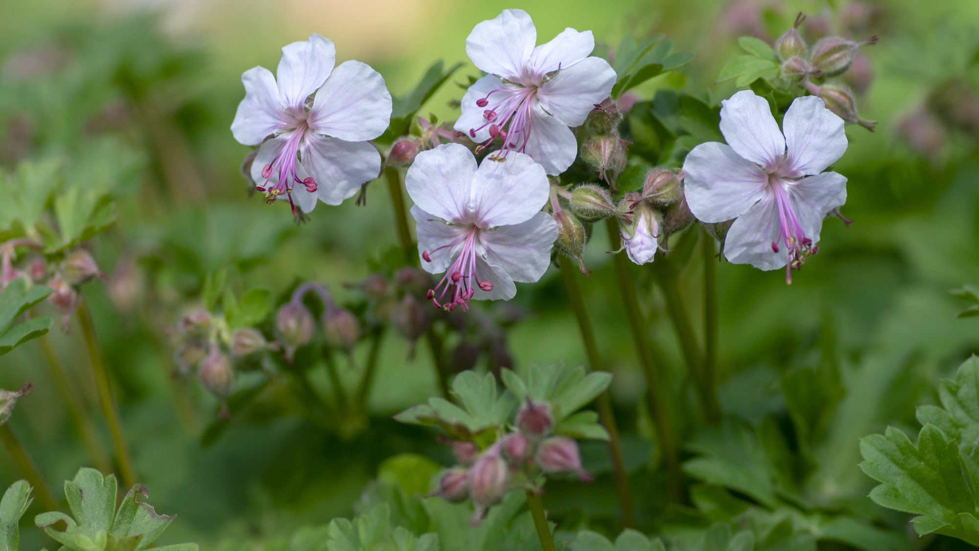 Geranium cantabrigiense Biokovo_2000x1125